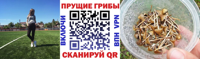 Псилоцибиновые грибы Magic Shrooms  Анадырь 
